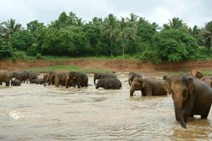 słonie Sri Lanka