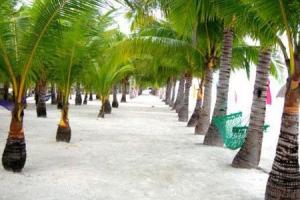 palmy na plaży Bohol