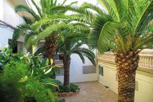 Palma Mazas palmy