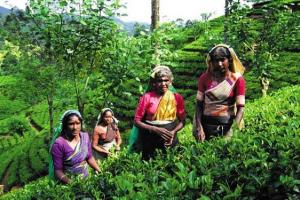 wycieczka Sri lanka