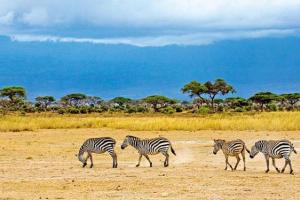 Safari i plaża Kenia