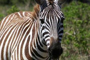 wycieczka do Kenii - zebra