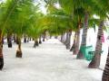 palmy na plaży Bohol