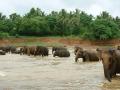 słonie Sri Lanka