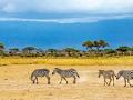 Safari i plaża Kenia