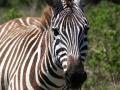 wycieczka do Kenii - zebra